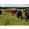 Image 15 : Chipping Hill Cattle Co. - 1025# October Delivery Grass Steers - 300 Head (Zhoda, MB)