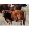 Image 5 : Warren Peters - 680# October Delivery Steer Calves - 34 Head (Hays, AB)