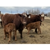 Image 2 : South Ridge Simmentals - 20 RBF/RWF 1st Calf Pairs (Picture Butte, AB)