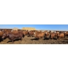 Image 7 : Cattlewood Farms Ltd. - 870# May Delivery Heifers - 280 Head (Vauxhall, AB)