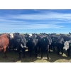 Image 3 : Jay Be Acres Ltd. - 950# July Delivery Grass Heifers - 62 Head (Deloraine, MB)