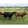 Image 5 : Joe & Colleen Magnuson - 910# September Delivery Grass Heifers - 134 Head (Winfield, AB)