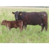 Image 16 : 6 S Feeders Inc. - 580# November Delivery Weaned Steers - 105 Head (Moosomin, SK)
