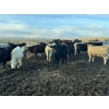 Image 4 : VJS Ag Corp. - 710# March/April Delivery Heifers - 80 Head (Vanscoy, SK) VBP+