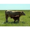 Image 12 : Lee Johnston - 35 Char/Char X Cow/Calf Pairs (Welwyn, SK)