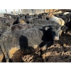 Image 5 : Fridlington Family Farms - 735# March Delivery Heifers - 80 Head (Kersley, BC)