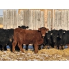 Image 4 : Lazy J Cattle Co. - 675# February Delivery Heifers - 78 Head (Gem, AB)