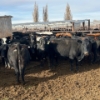Image 1 : Idaho Dairies/Ranches - 54 Mixed (Burley, ID)