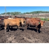 Image 5 : Lenny Brubacher - 1165# July Delivery Steers - 104 Head (Winnipegosis, MB)