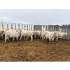 Image 3 : Travis Johannesson - 880# November Delivery Weaned Steers - 70 Head (Anola, MB)