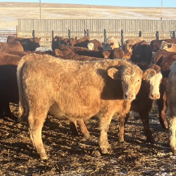 Hawk Ranching - 900# February Weaned Steers - 70 Head (Nanton, AB)