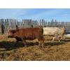 Image 18 : Corey & Kelly Fitzpatrick - 775# March Delivery Heifers - 77 Head (Glen Ewen, SK)