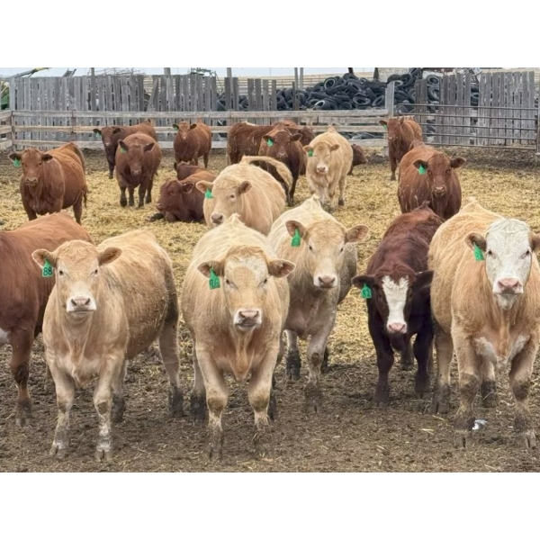 Todd Fraser - 1010# March/April Delivery Steers - 100 Head (Raymond, AB)
