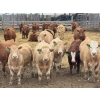 Image 1 : Todd Fraser - 1010# March/April Delivery Steers - 100 Head (Raymond, AB)
