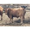 Image 4 : Lynden Land & Cattle - 900# June Delivery Steers - 50 Head (Linden, AB)
