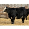 Image 5 : Leon Torkelson - 30 BBF/BWF Replacement Heifers (Millicent, AB)