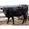 Image 4 : South Ridge Simmentals - 12 Black 1st & 2nd Calf Pairs (Monarch, AB)