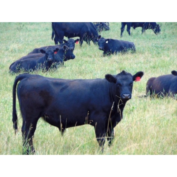 Ray Torkelson - 950# August Grass Steers - 100 Head (Millicent, AB)