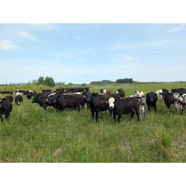 Richards Family Farms & Livestock Ltd. - 700# October Grass Heifers - 90 Head (Bangor, SK) VBP+