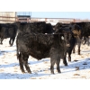 Image 5 : Tica Holdings Ltd. - 850# February Delivery Steers - 70 Head (Midale, SK)