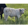 Image 4 : Jason & Emil Kure - 670# October Delivery Steer Calves - 90 Head (Bowden, AB)