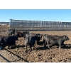 Image 2 : 6U Cattle Company - 1010# June Delivery Steers - 62 Head (Manning, AB) VBP+