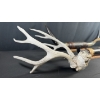 Image 6 : ASSORTED LONGHORN MOUNTS & ANTLERS
