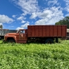 Image 5 :  23 - NO RESERVE 1967 FORD F700 GRAIN TRUCK