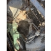Image 9 : 1968  CHEVELLE 2 DOOR HARDTOP 