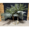 Image 1 : Artificial Palm Trees 5ft