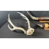 Image 2 : ASSORTED LONGHORN MOUNTS & ANTLERS