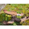 Image 1 : Chevy Rams Horn Exhaust Manifold