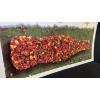 Image 3 : COCA-COLA "THE REAL TASTE OF SPRING" LARGE ADVERTISING SIGNS