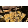 Image 4 : Antique Caterpillar Bulldozer