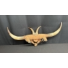 Image 1 : VINTAGE 1933 NOGALES MEXICAN STEERHORN SOUVENIR WALL MOUNT 