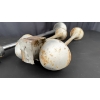 Image 2 : VINTAGE HORNS